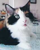 Chat trois couleurs en photo fline